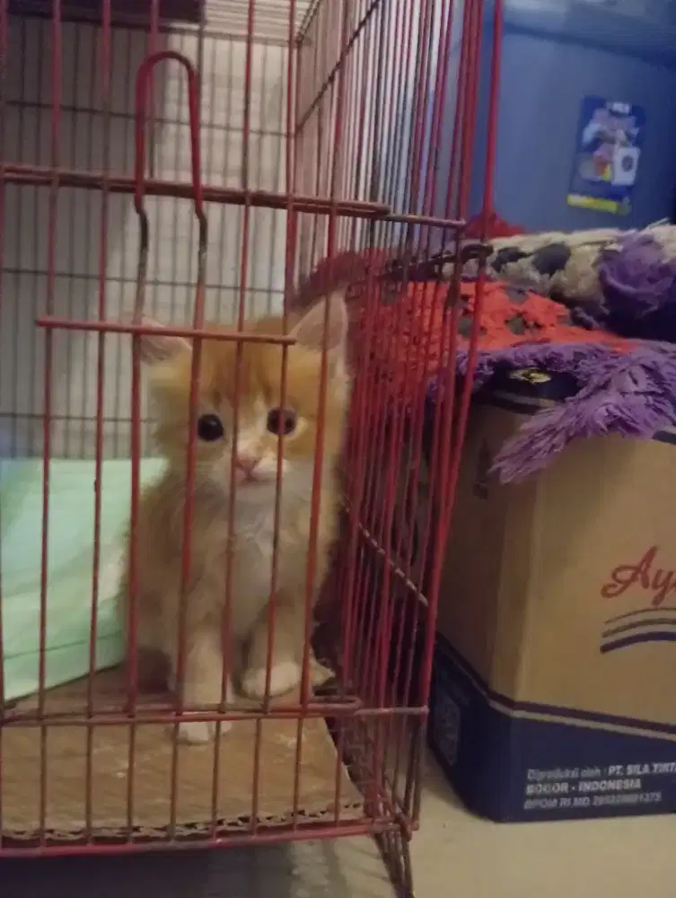 Kitten British Shorthair mix breed