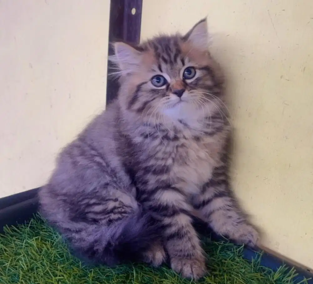 Kucing ras persia kitten betina