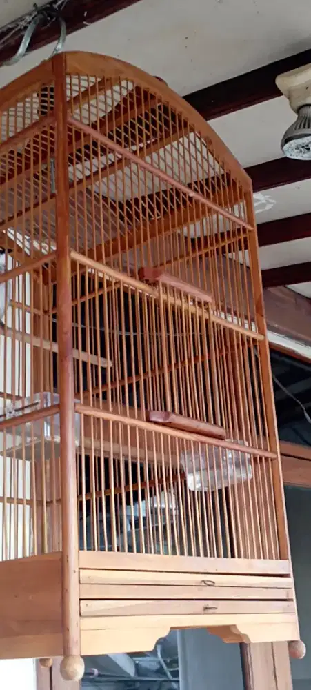 kandang sangkar burung kacer.ijo.