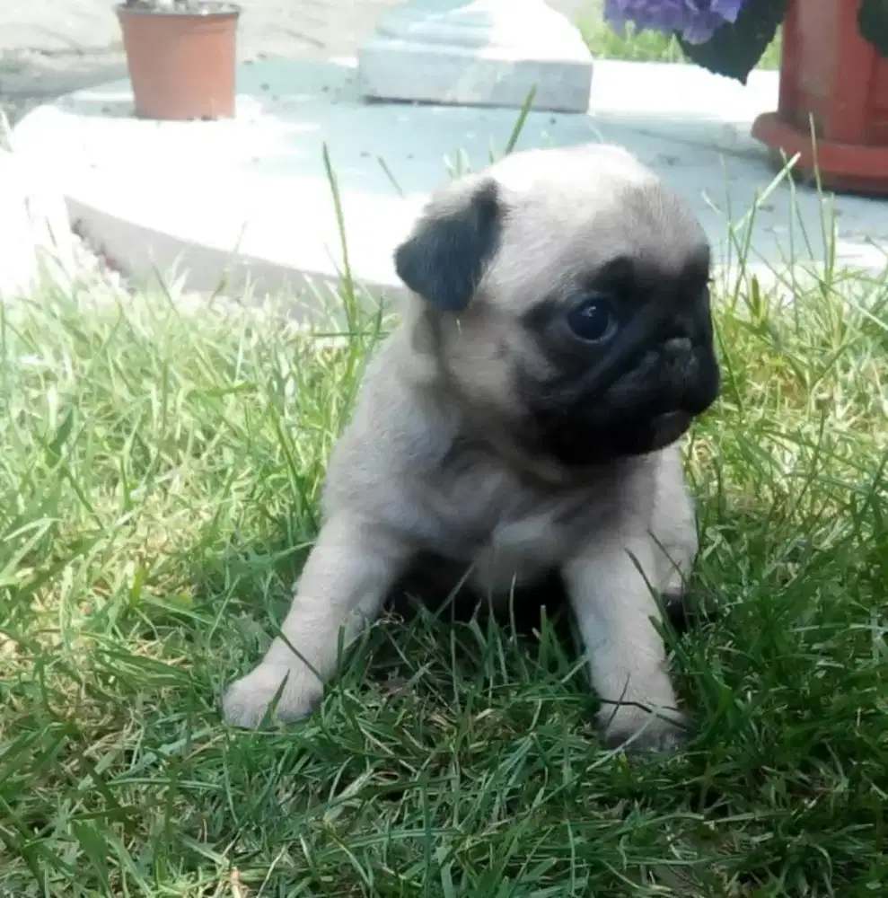 DIJUAL ANAK ANJING PUG