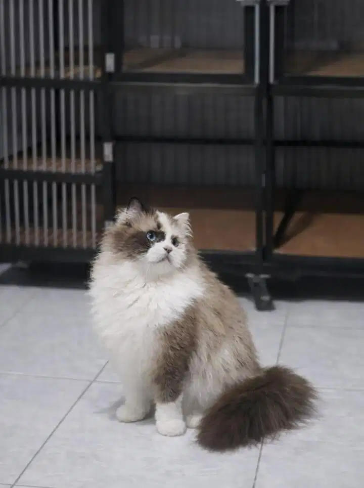 Ragdoll female 10 bulan
