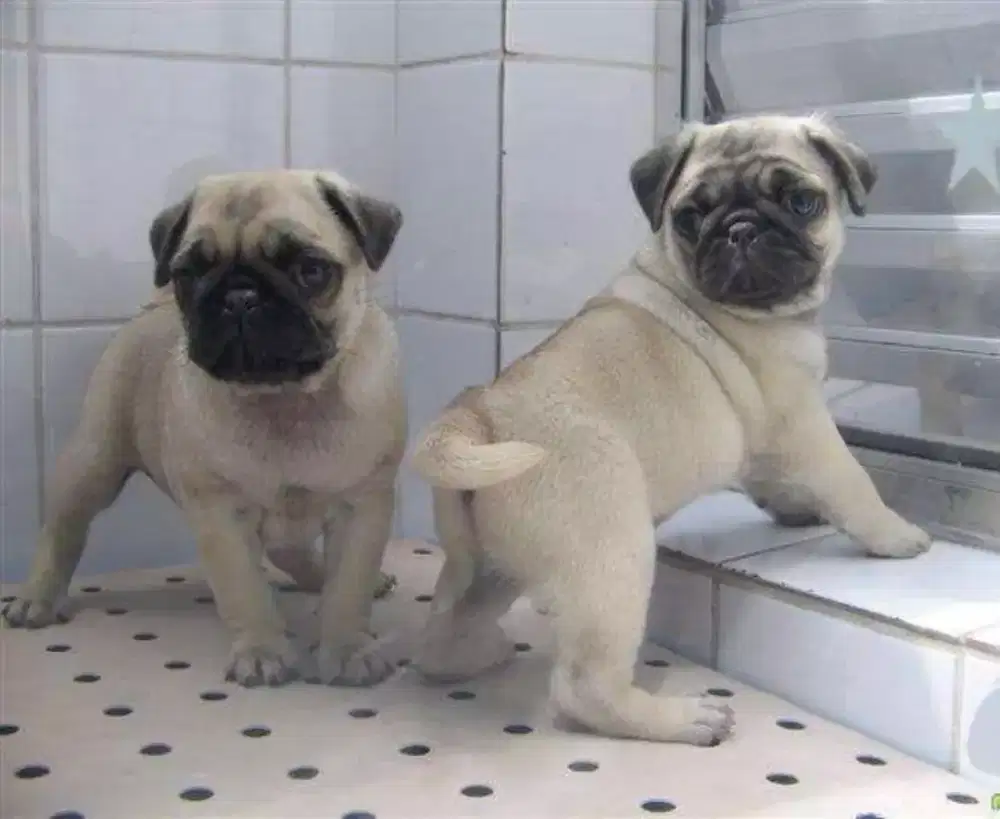DIJUAL ANAK ANJING PUG