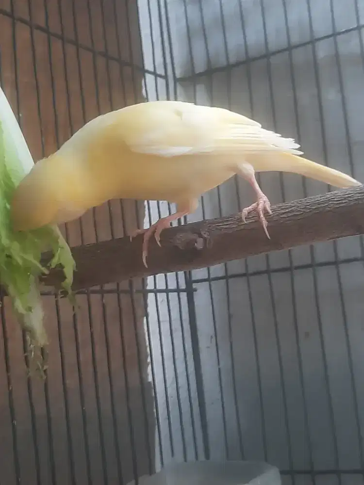 Kenari Loper Paud Garansi Jantan Body BIG