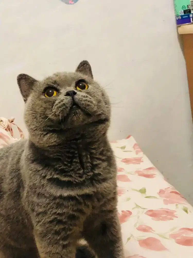 Kucing BSH kucing british short hair blue