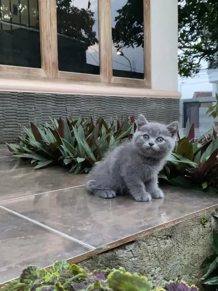 Kucing british shorthair kitten munchkin line ped