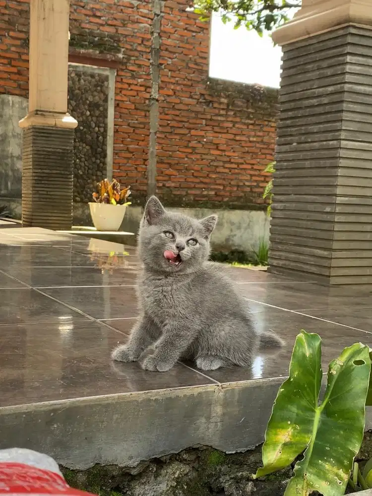 Kucing kitten british shorthair munchkin line ped