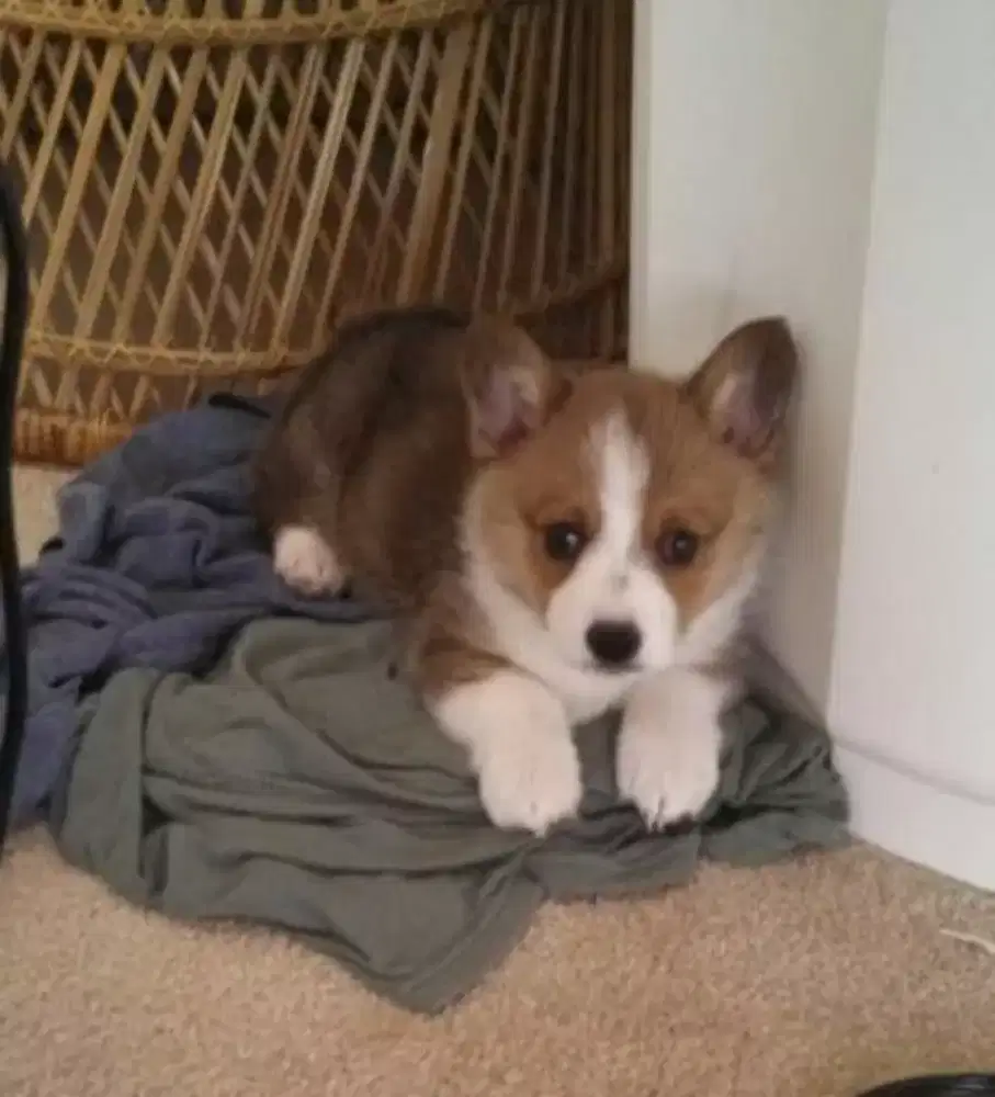 DIJUAL ANAK ANJING WELSH CORGI