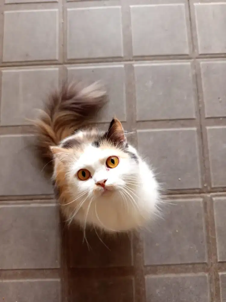 Induk kucing dan anaknya