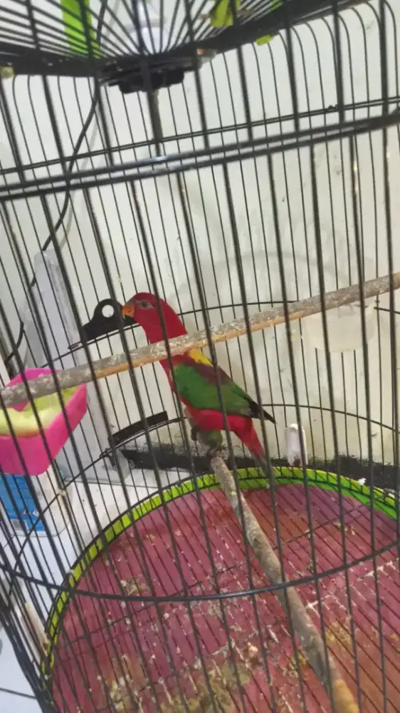 Love bird jantan gacor