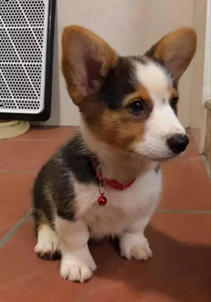 DIJUAL ANAK ANJING WELSH CORGI