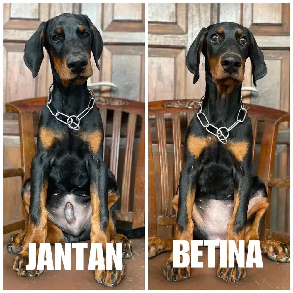 Doberman pinscher line import Serbia