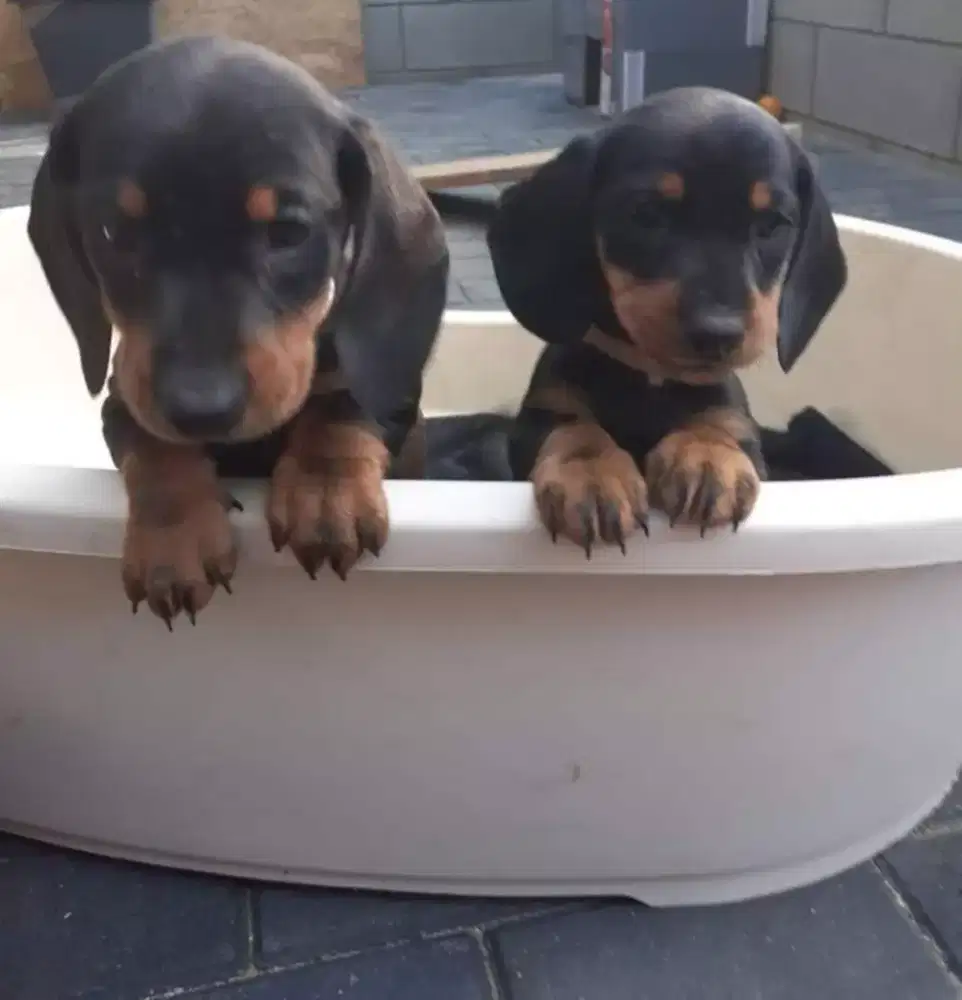 DIJUAL ANAK ANJING TEKEL/DACHSHUND