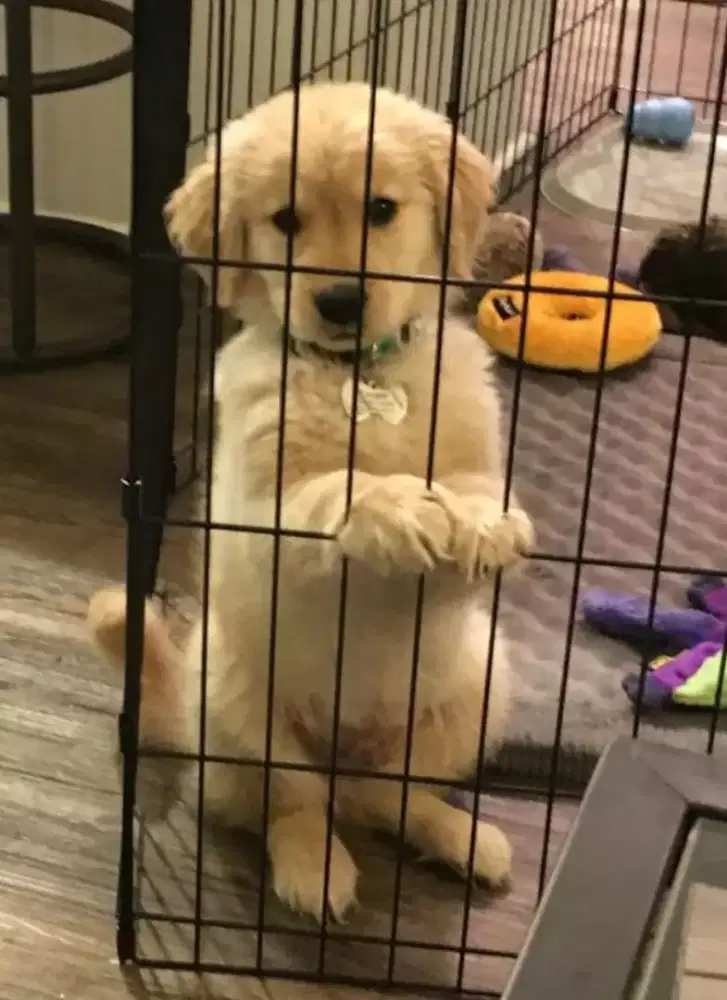 DIJUAL ANAK ANJING GOLDEN RETRIEVER