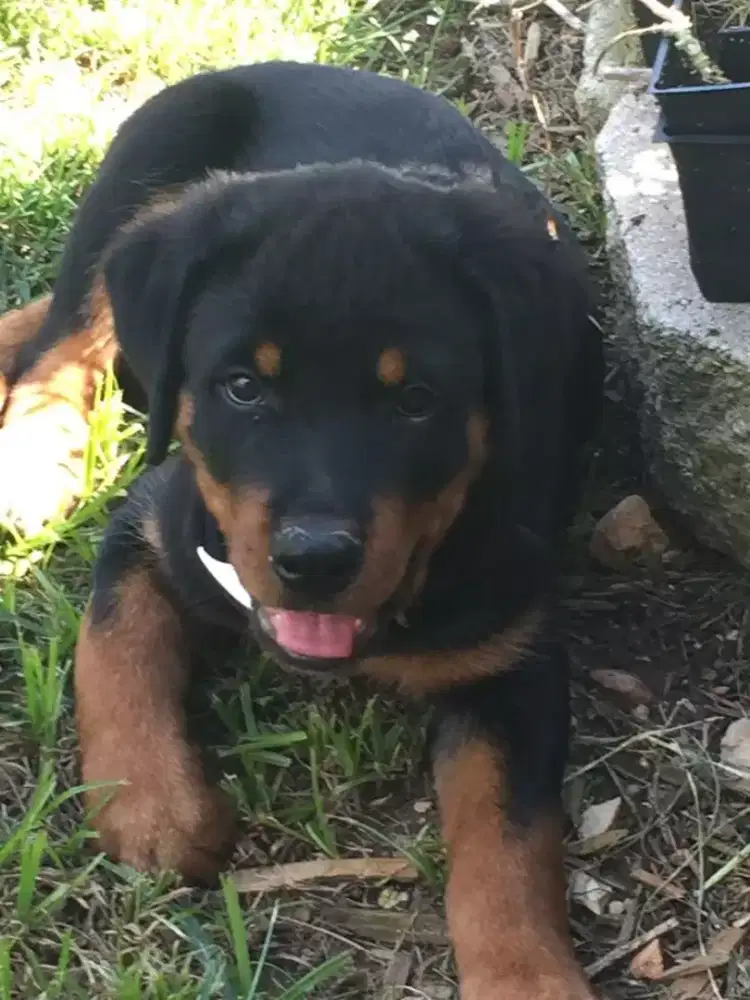 DIJUAL ANAK ANJING ROTTWEILER
