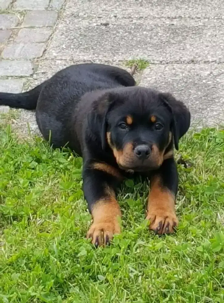 DIJUAL ANAK ANJING ROTTWEILER