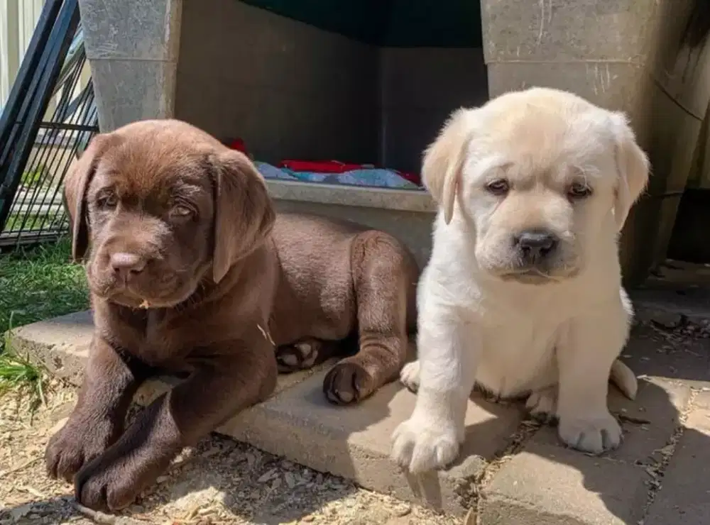 DIJUAL ANAK ANJING LABRADOR