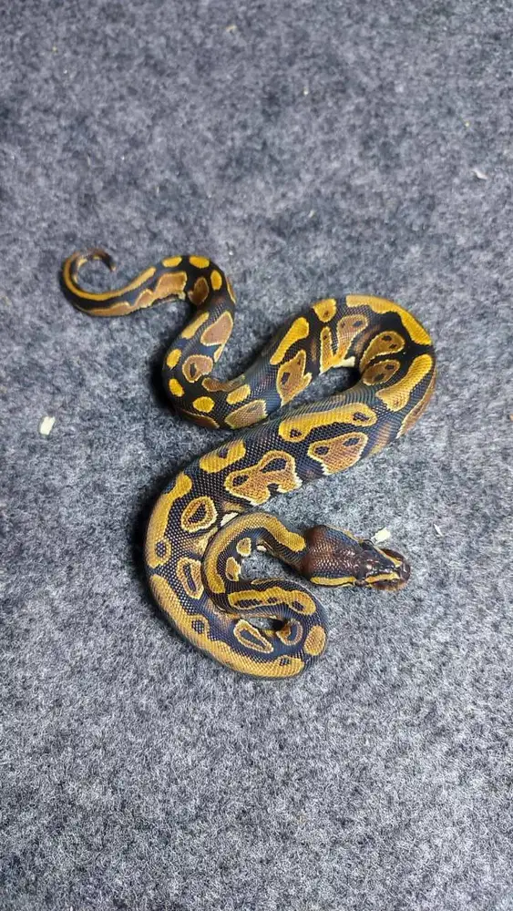 Ballpython Spectre het Pied ph Lavender - Female