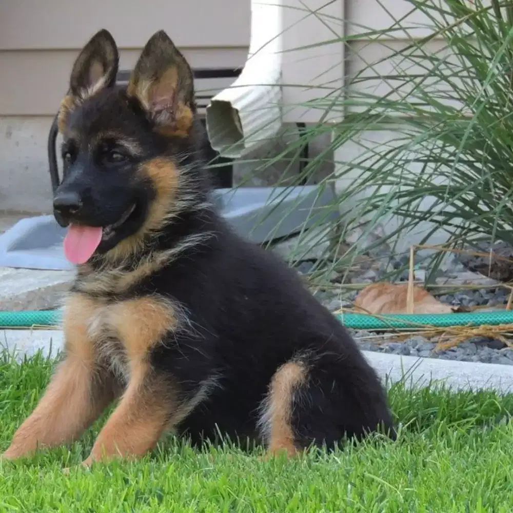 DIJUAL ANAK ANJING GERMAN SHEPHERD/HERDER