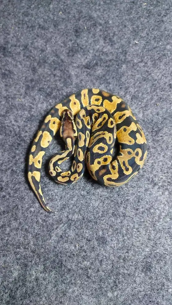 Ballpython Pastel het Pied ph Lavender - Female