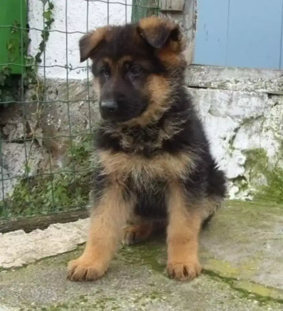 DIJUAL ANAK ANJING GERMAN SHEPHERD/HERDER