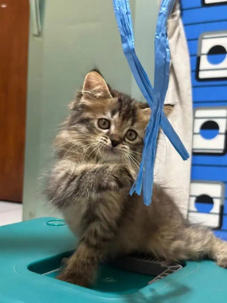 Anak kucing betina Mainecoon peranakan