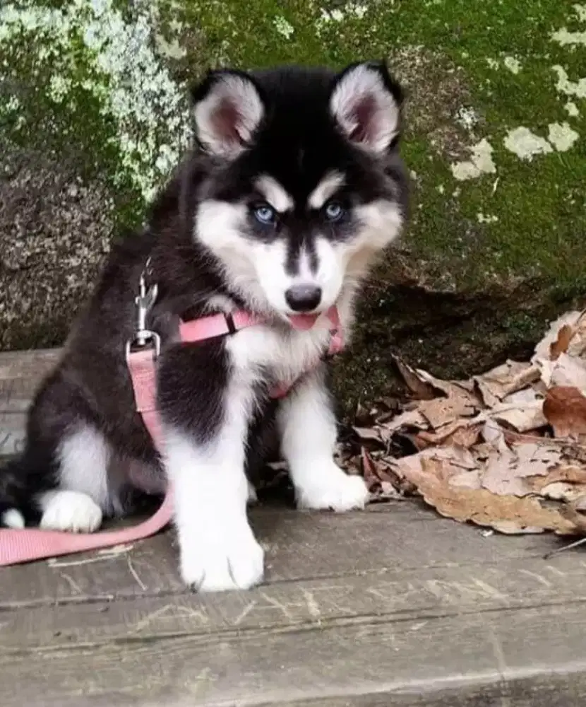 DIJUAL ANAK ANJING SIBERIAN HUSKY