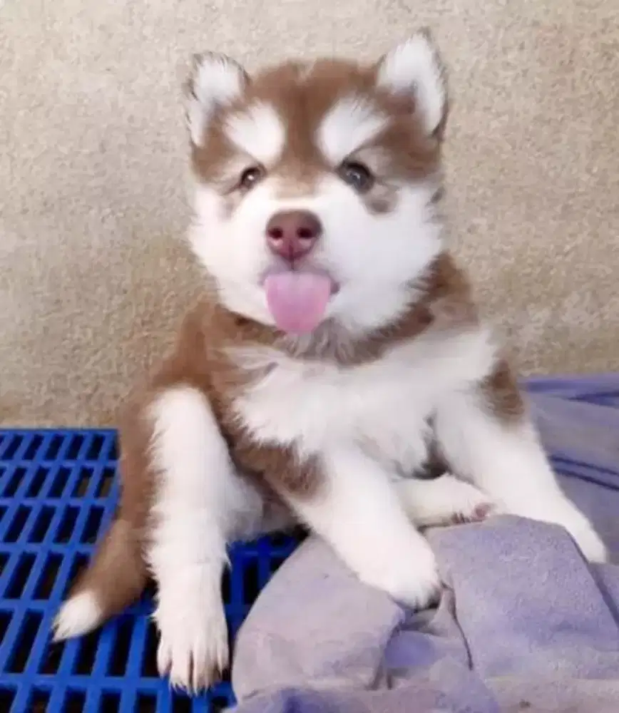 DIJUAL ANAK ANJING SIBERIAN HUSKY