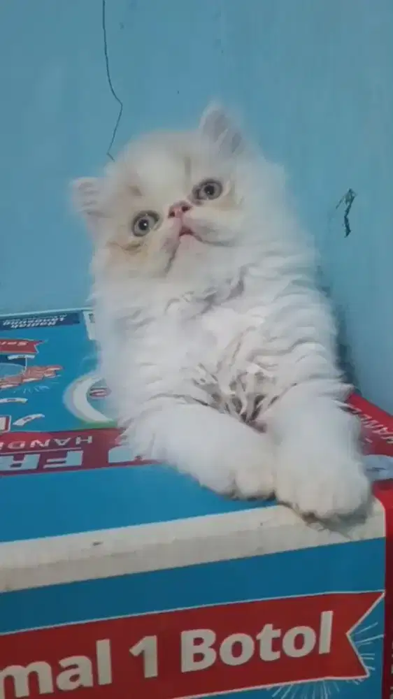 Ready kitten peaknose super