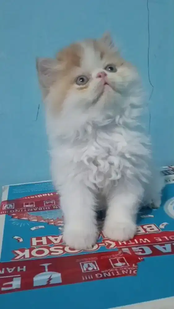 Ready Kitten peaknose super