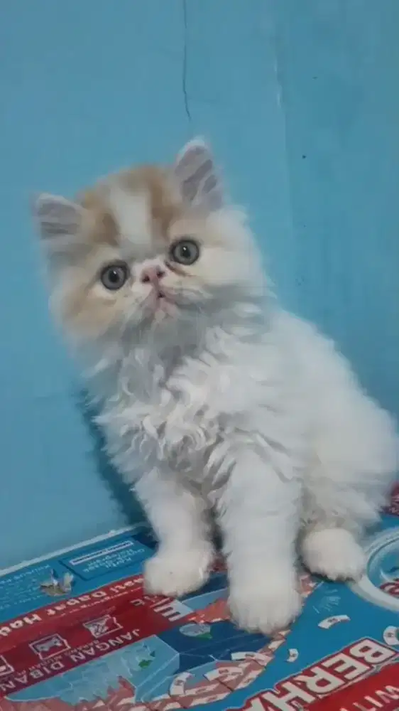 Ready kitten peaknose super gembul