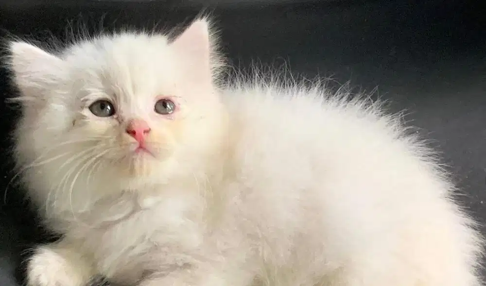 Kucing jantan peranakan norwegian forest