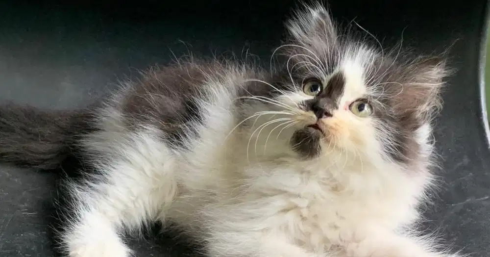 Anak kucing betina jantan Peranakan norwegia forest