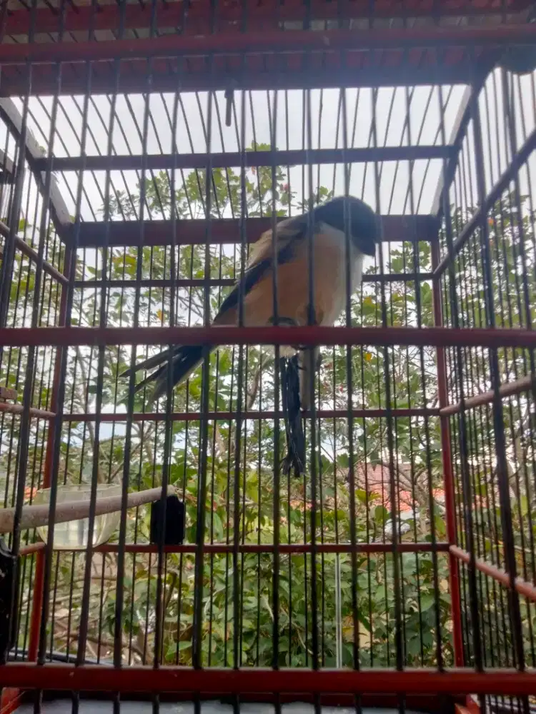 Bismillah jual fulset cendet