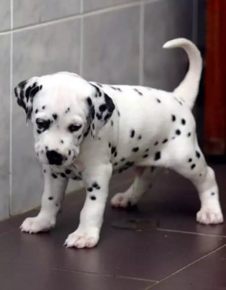 DIJUAL ANAK ANJING DALMATION