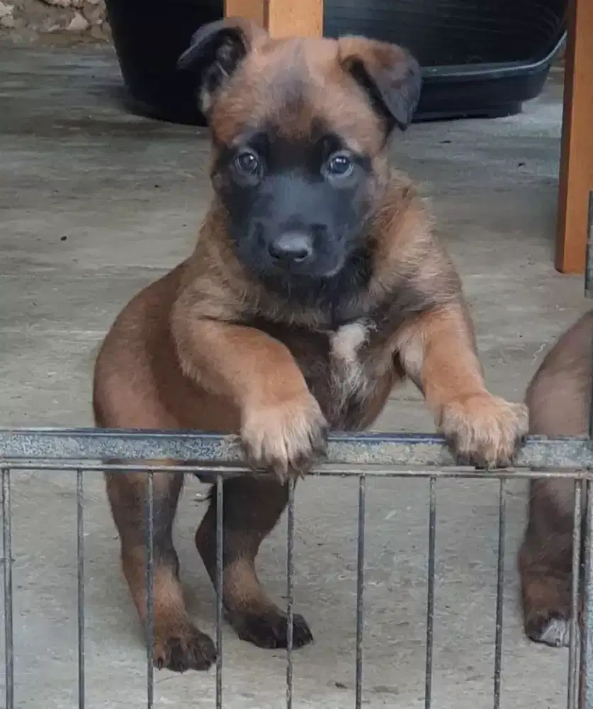 DIJUAL ANAK ANJING BELGIAN MALINOIS