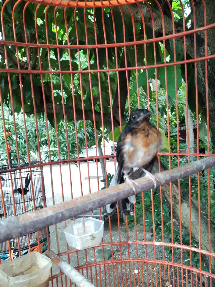 Anak burung murai batu jantan
