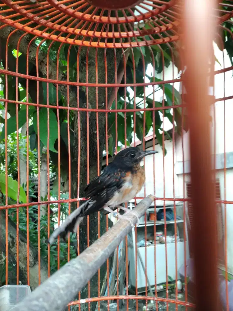 Anak burung murai batu jantan