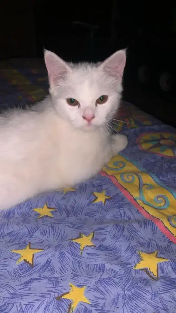 Kucing Persia American shorthair