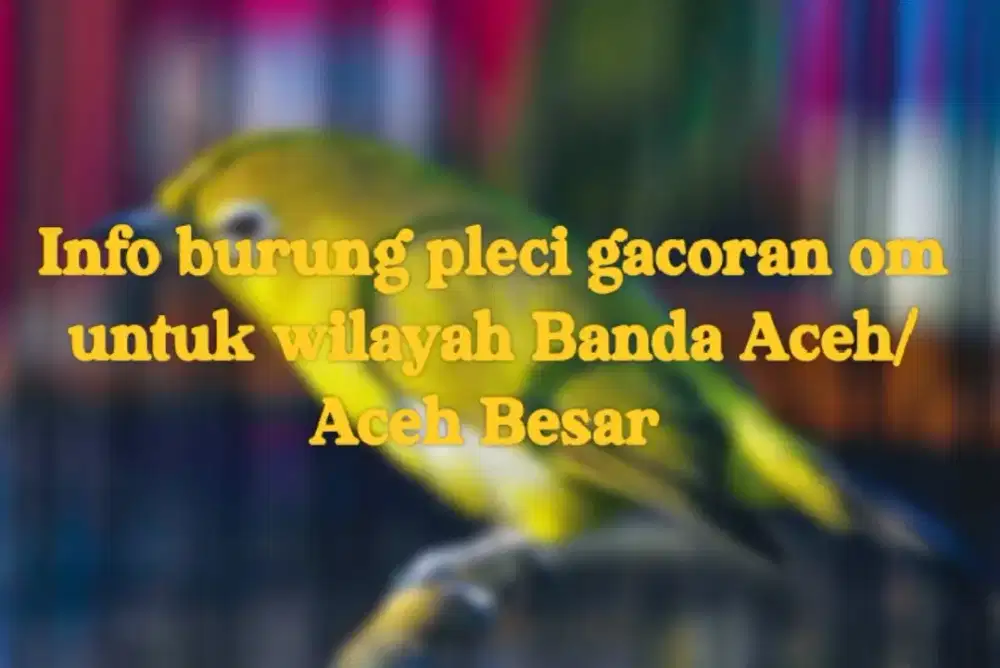 Info burung pleci gacoran