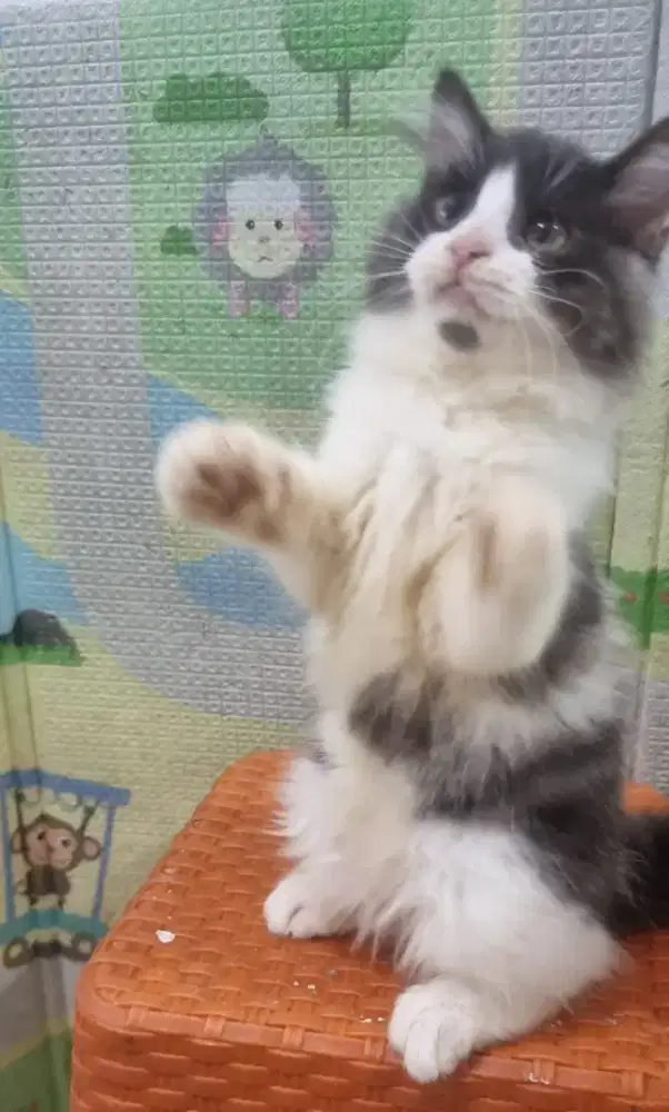 Persia mix maincoone