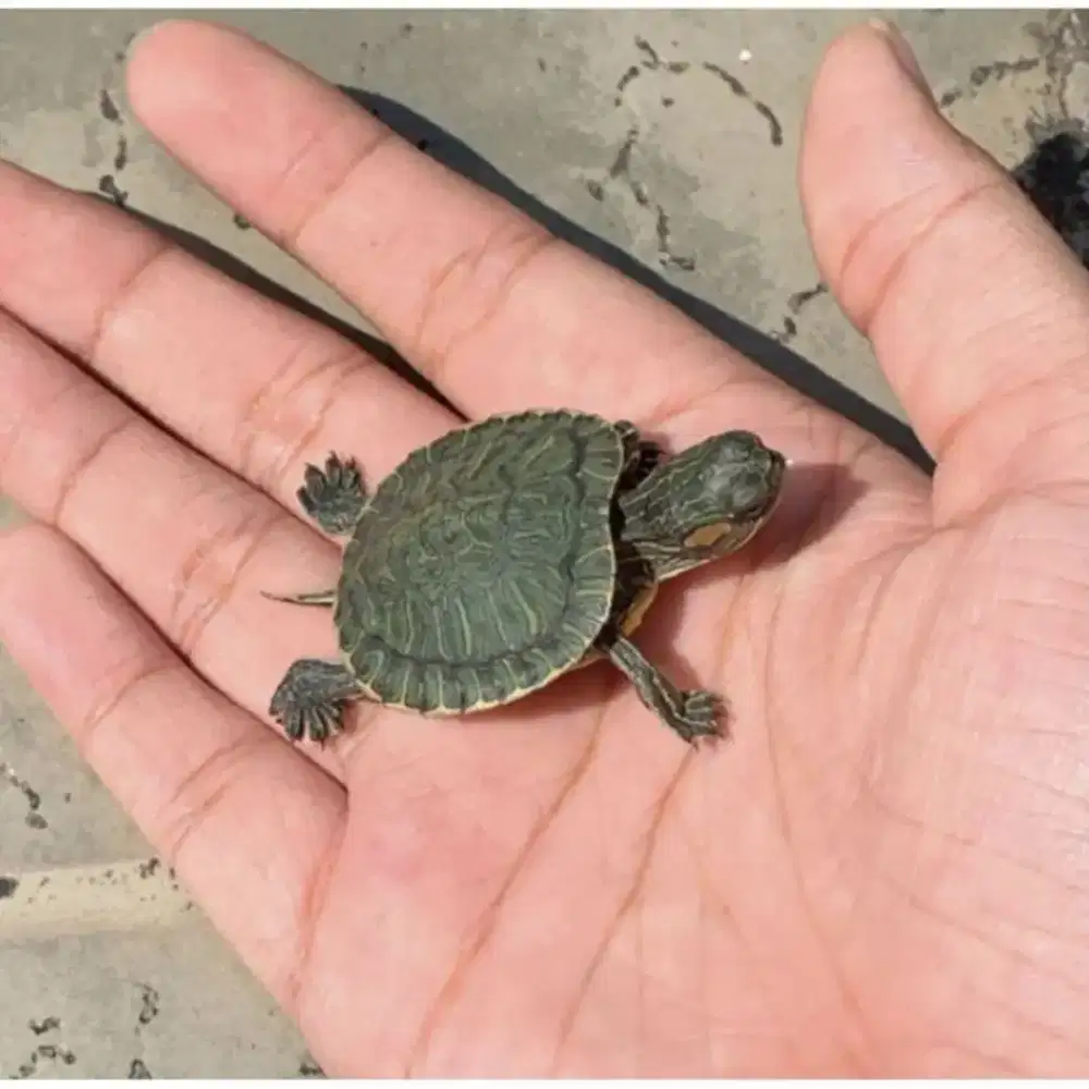 Baby kura kura Brazil size 3-4cm