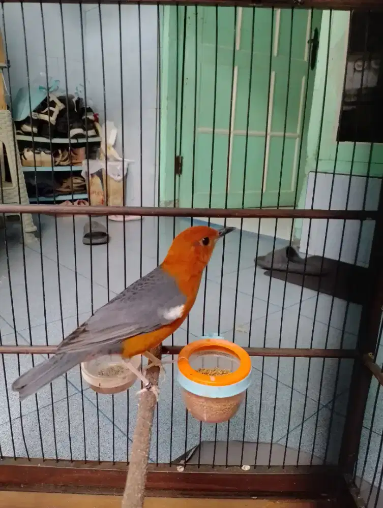 Anis merah bulu baru