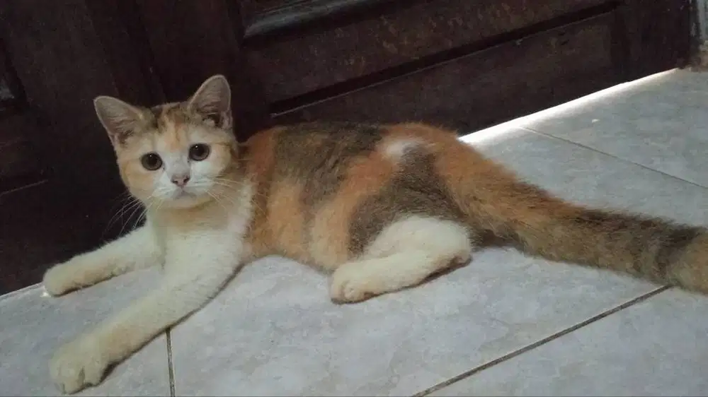 Kucing BSH betina