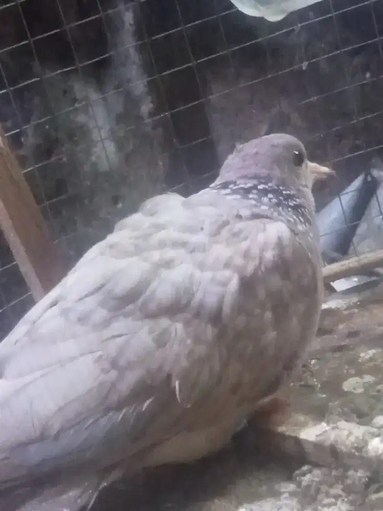 Tekukur silver kalung hitam kuk 3 umur 5/6 bulan