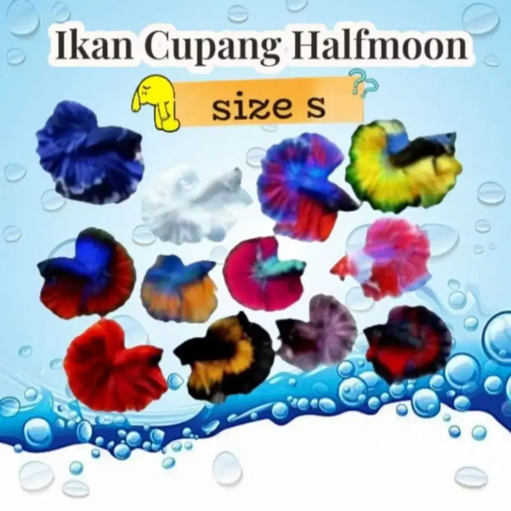 Ikan Cupang Halfmoon