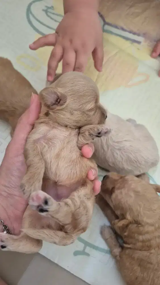 Open booking maltipoo