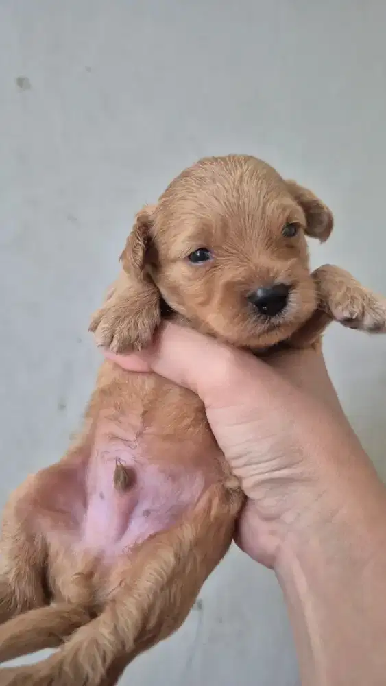 MALTIPOO OPEN BOOKING