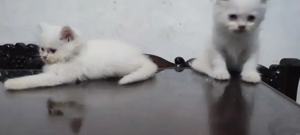 Open adopt kitten persia medium 2 ekor angkut