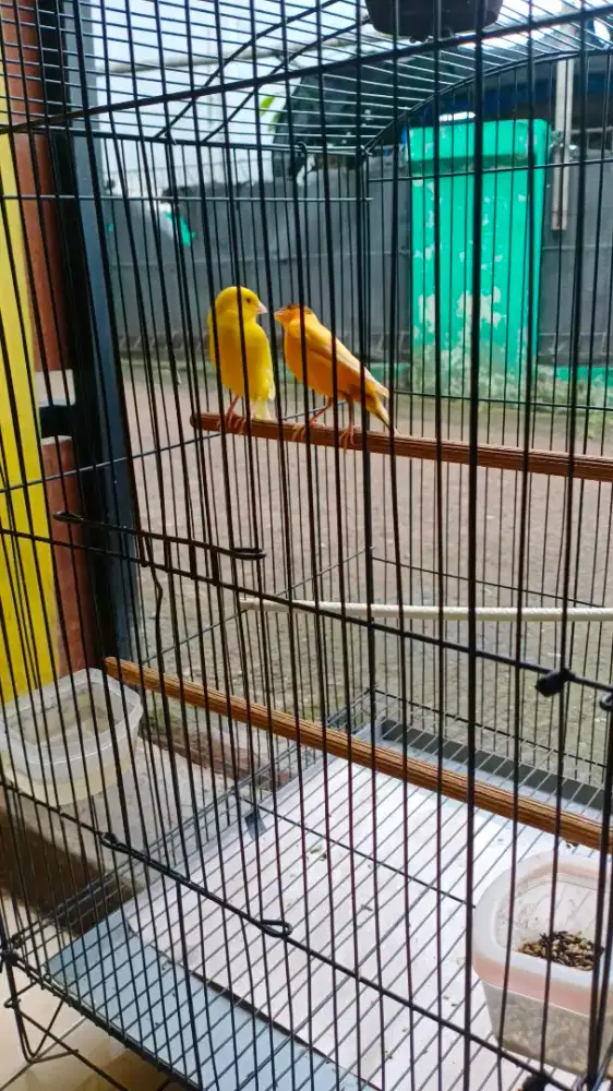 Burung Kenari AF Sepasang warna bagus