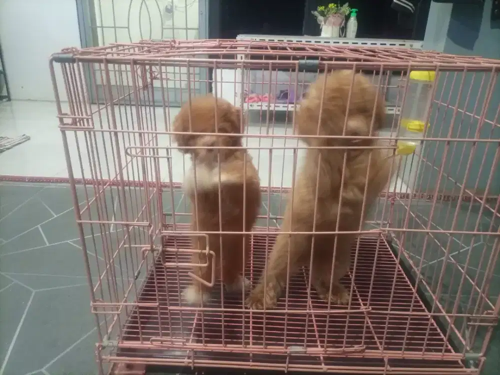 Anjing Poodle Super Red